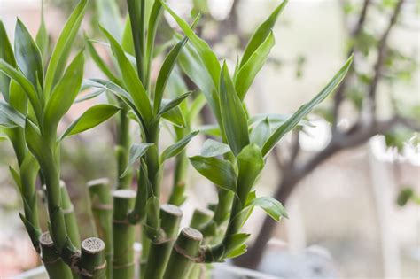 风水植物|風水植物｜不只富貴竹！7款招財/招桃花植物推介+不 